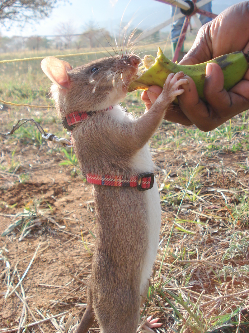 Gambian pouched rat (Cricetomys gambianus); DISPLAY FULL IMAGE.