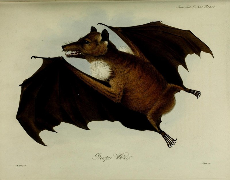 Gambian epauletted fruit bat (Epomophorus gambianus); DISPLAY FULL IMAGE.