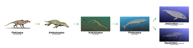Evolution of cetaceans: Pakicetus, Ambulocetus, Kutchicetus, Protocetus, Janjucetus, Squalodon; DISPLAY FULL IMAGE.