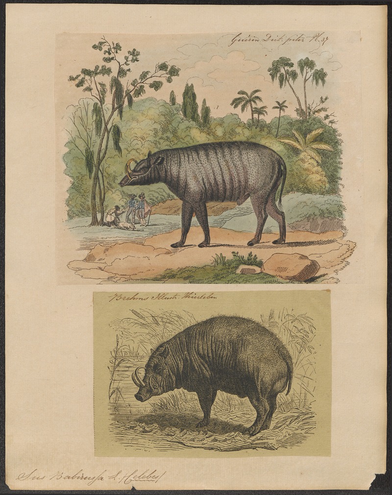 Buru babirusa (Babyrousa babyrussa); DISPLAY FULL IMAGE.