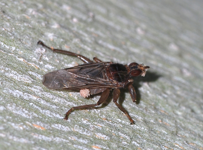 Pseudolynchia canariensis (pigeon louse fly); DISPLAY FULL IMAGE.