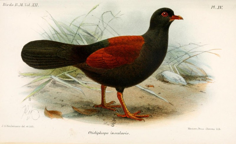 Pheasant pigeon (Otidiphaps nobilis); DISPLAY FULL IMAGE.