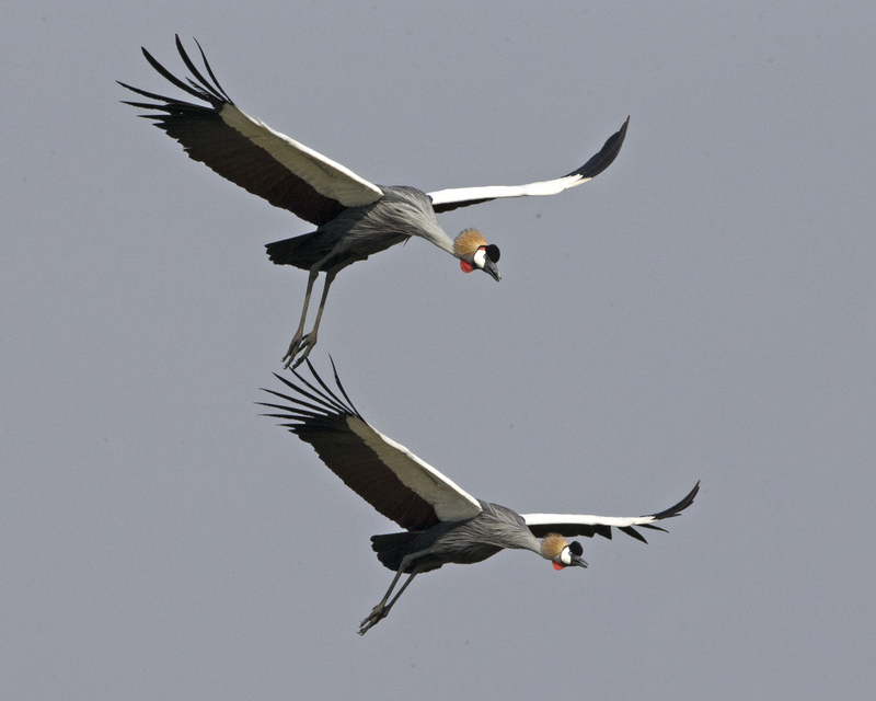 Grey Crowned Crane, crested crane (Balearica regulorum gibbericeps); DISPLAY FULL IMAGE.