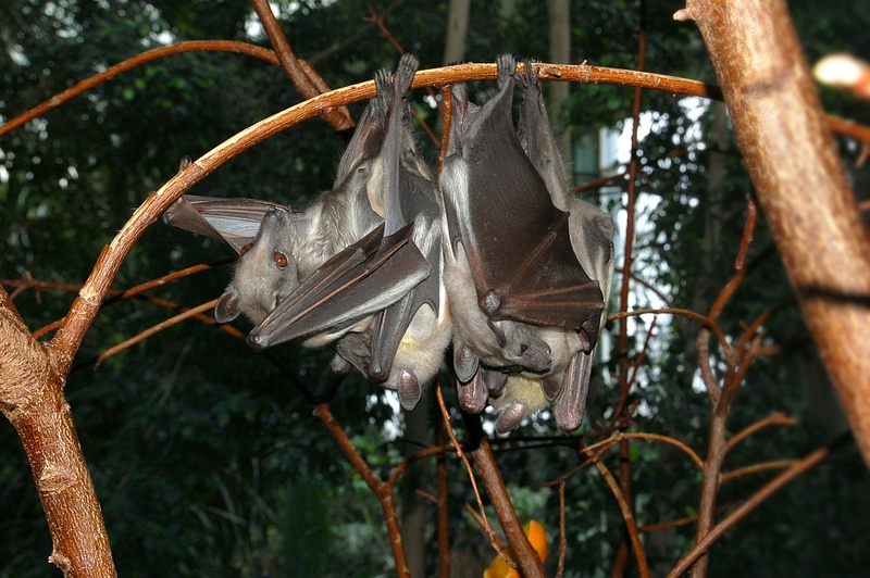Straw-coloured fruit bat (Eidolon helvum); DISPLAY FULL IMAGE.