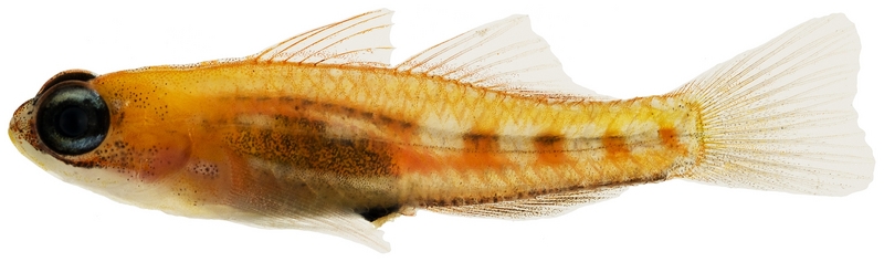 Coryphopterus personatus, Masked goby; DISPLAY FULL IMAGE.