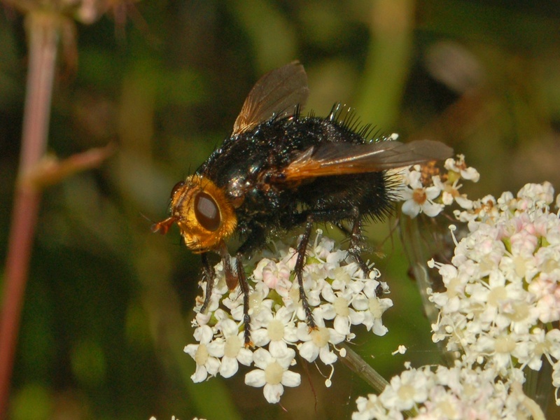 Tachina grossa (giant tachinid fly); DISPLAY FULL IMAGE.