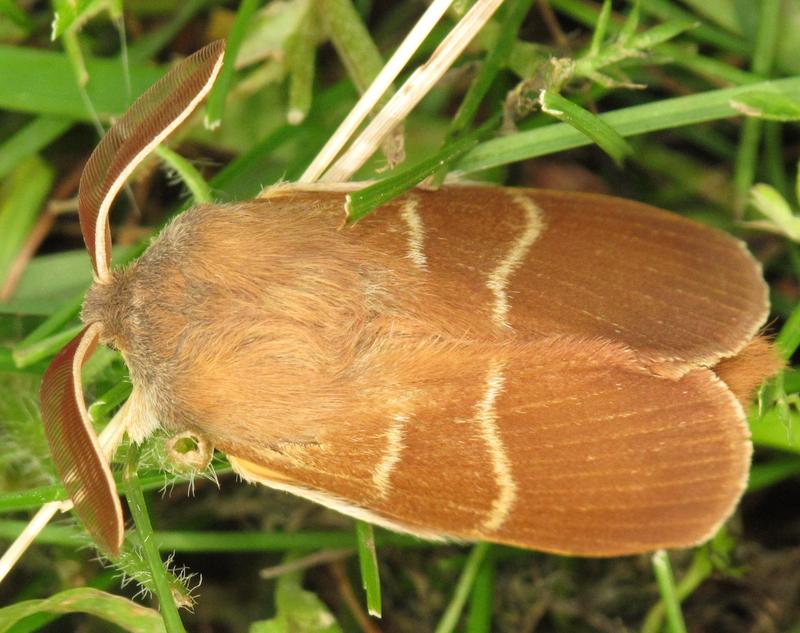 Macrothylacia rubi (fox moth); DISPLAY FULL IMAGE.