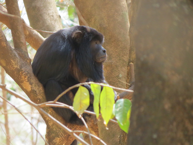 Black howler, black-and-gold howling monkey (Alouatta caraya) Male; DISPLAY FULL IMAGE.