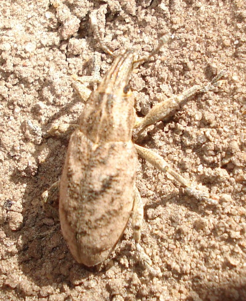 Cleonus piger (sluggish weevil); DISPLAY FULL IMAGE.