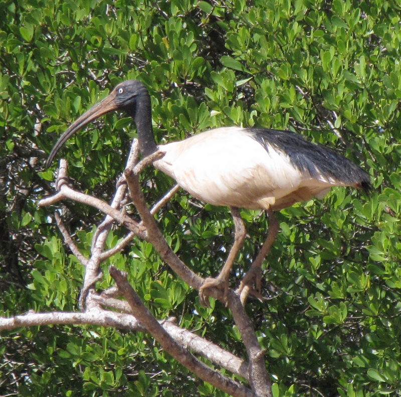 Malagasy sacred ibis, Madagascar sacred ibis (Threskiornis bernieri); DISPLAY FULL IMAGE.