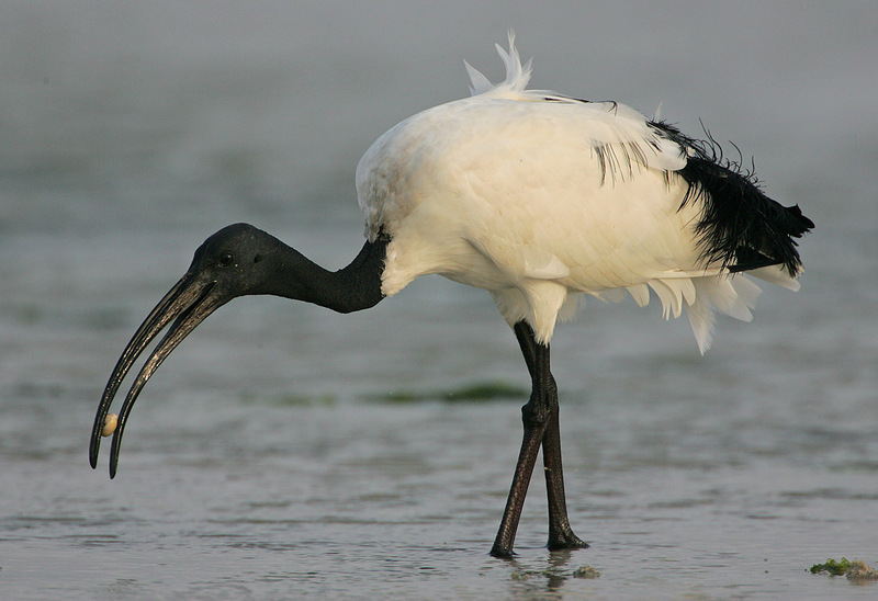 African sacred ibis (Threskiornis aethiopicus); DISPLAY FULL IMAGE.