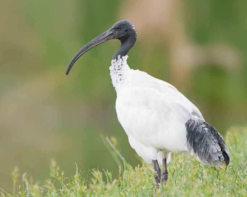 Australian white ibis (Threskiornis moluccus); DISPLAY FULL IMAGE.
