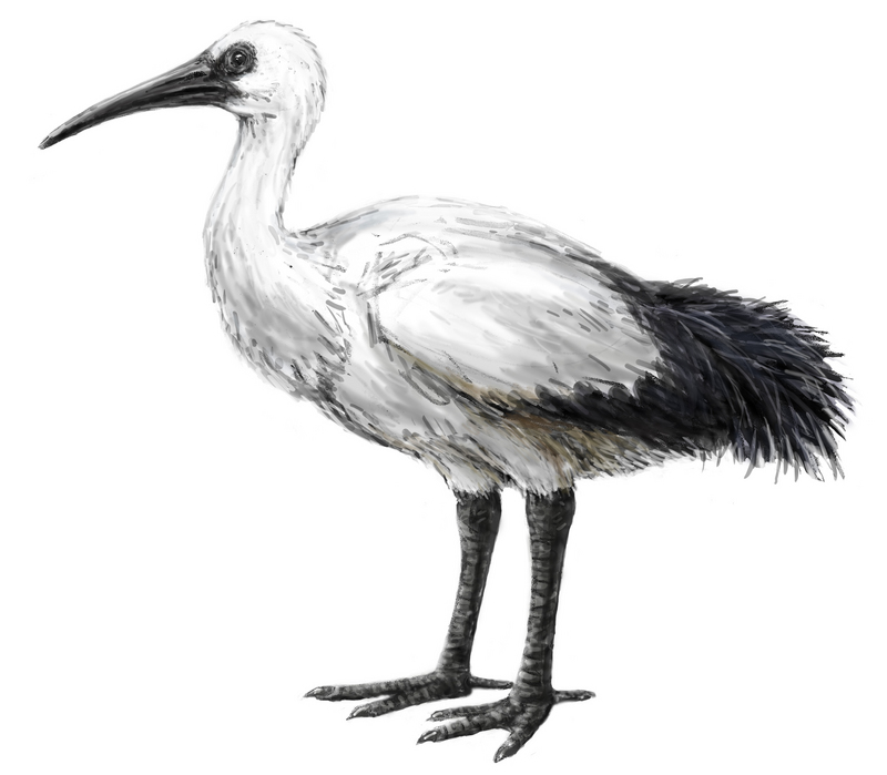 Réunion sacred ibis (Threskiornis solitarius); DISPLAY FULL IMAGE.