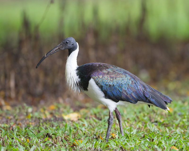 Straw-necked ibis (Threskiornis spinicollis); DISPLAY FULL IMAGE.