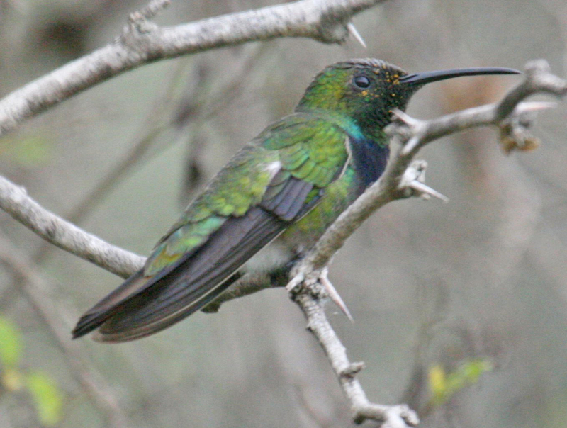 green-breasted mango (Anthracothorax prevostii); DISPLAY FULL IMAGE.