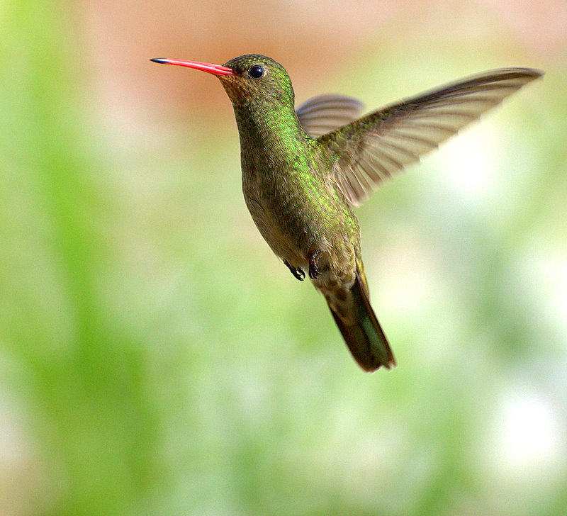 gilded sapphire, gilded hummingbird (Hylocharis chrysura); DISPLAY FULL IMAGE.