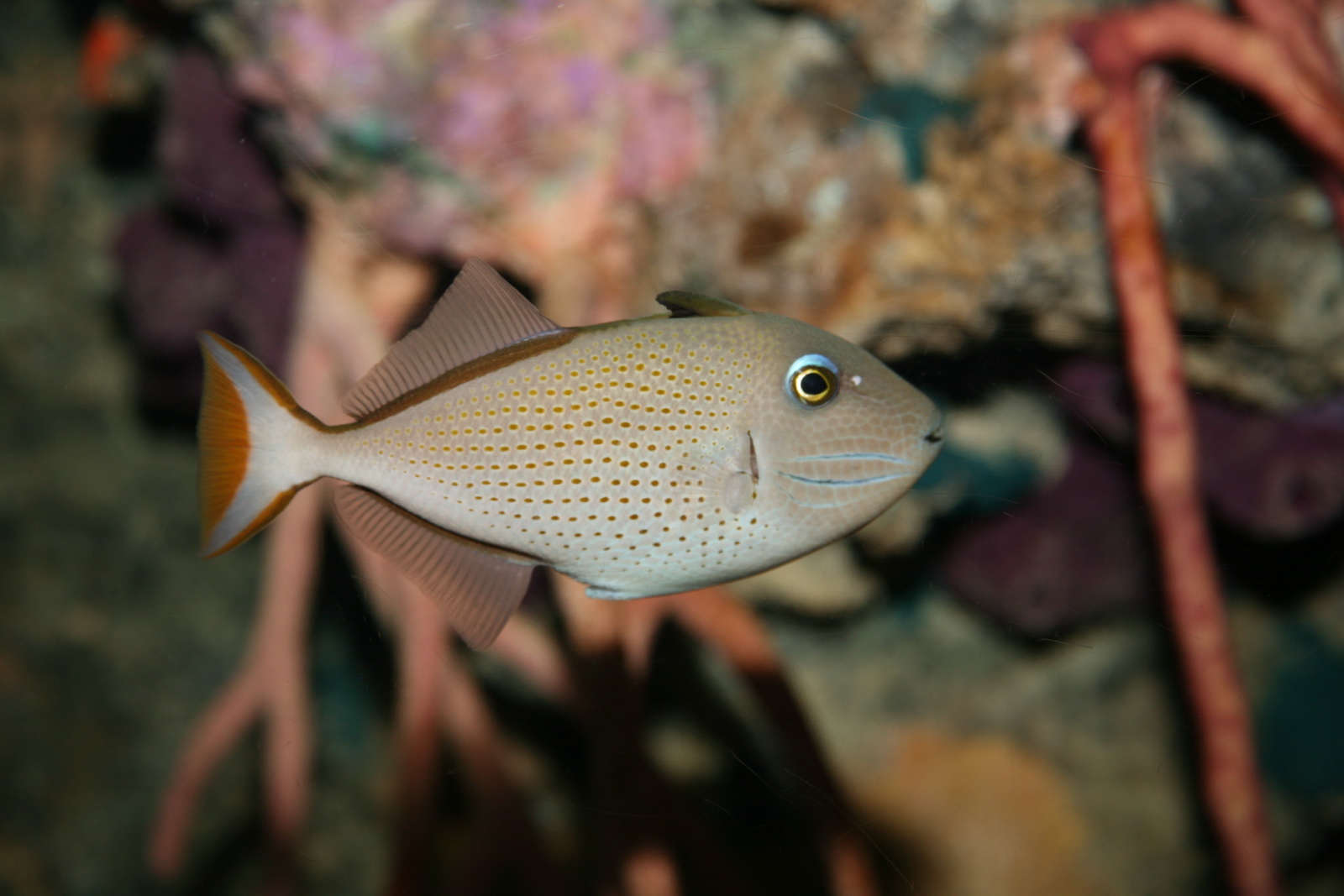 Sargassum triggerfish (Xanthichthys ringens); Image ONLY