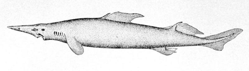 knifetooth dogfish (Scymnodon ringens); DISPLAY FULL IMAGE.
