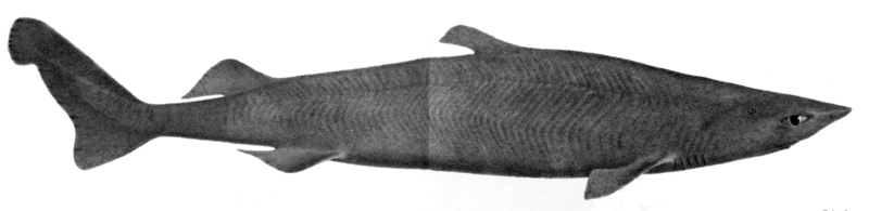 velvet dogfish, Zameus squamulosus; DISPLAY FULL IMAGE.