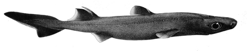 southern lanternshark (Etmopterus granulosus); DISPLAY FULL IMAGE.