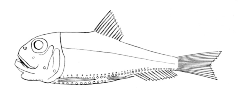 Ichthyococcus ovatus (lightfish); DISPLAY FULL IMAGE.