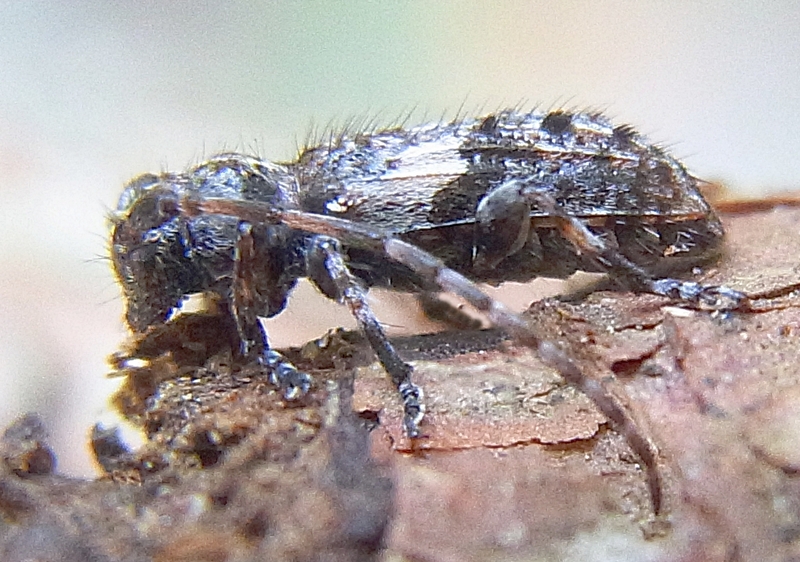 Pogonocherus fasciculatus; DISPLAY FULL IMAGE.