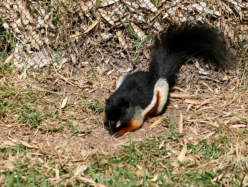 Prevost's squirrel, Asian tri-colored squirrel (Callosciurus prevostii); DISPLAY FULL IMAGE.