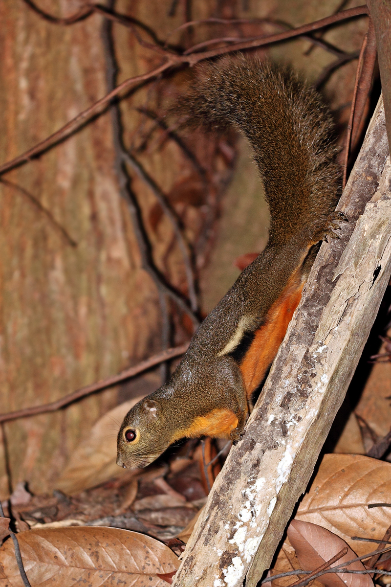 plantain squirrel, oriental squirrel, tricoloured squirrel, Callosciurus notatus; DISPLAY FULL IMAGE.