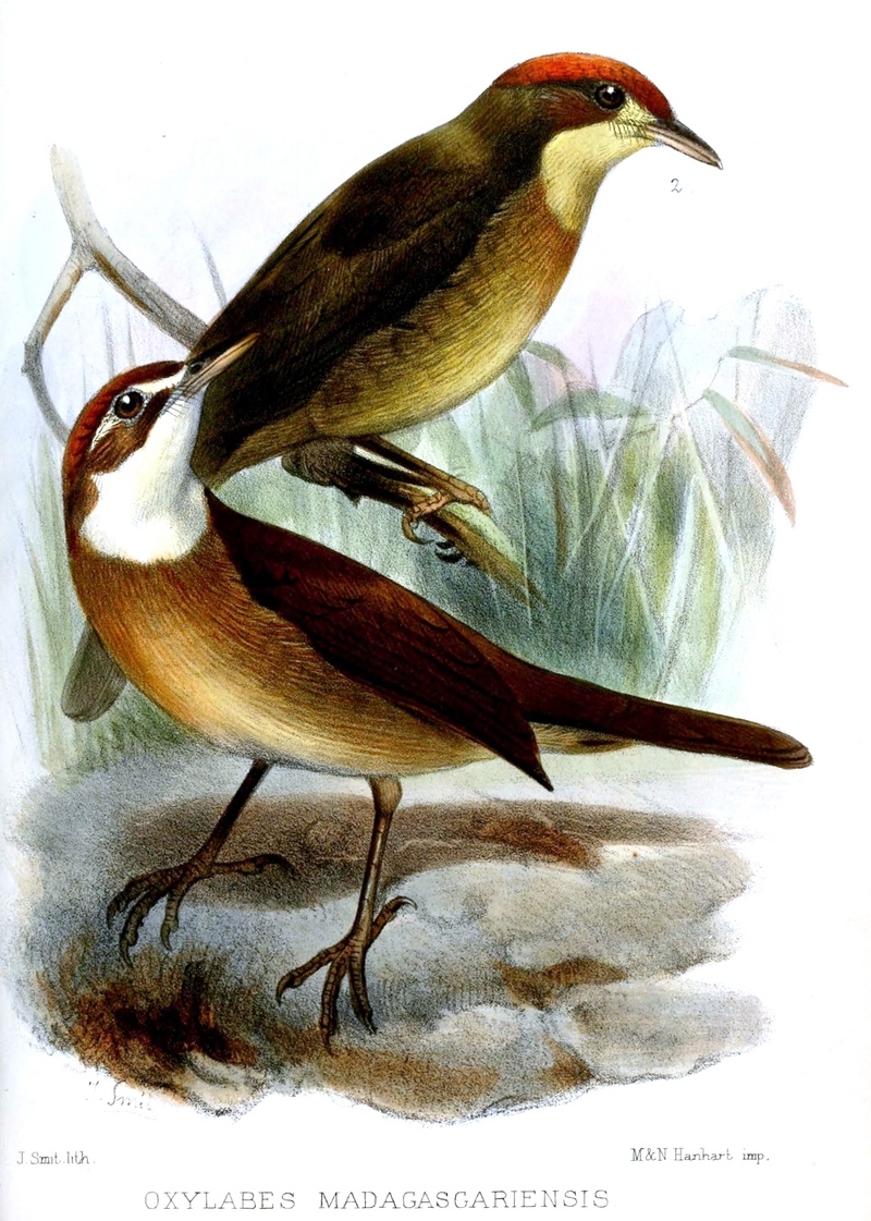 white-throated oxylabes (Oxylabes madagascariensis); DISPLAY FULL IMAGE.