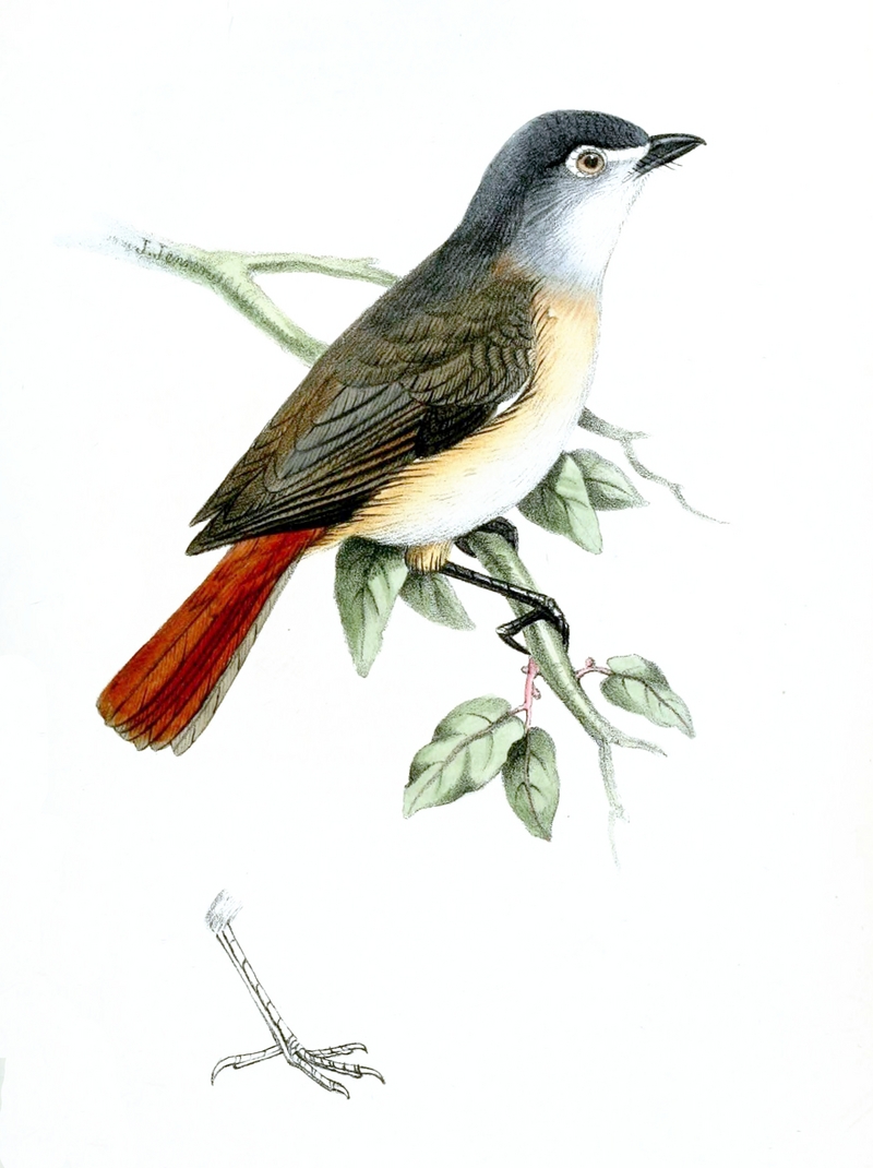 red-tailed vanga (Calicalicus madagascariensis); DISPLAY FULL IMAGE.