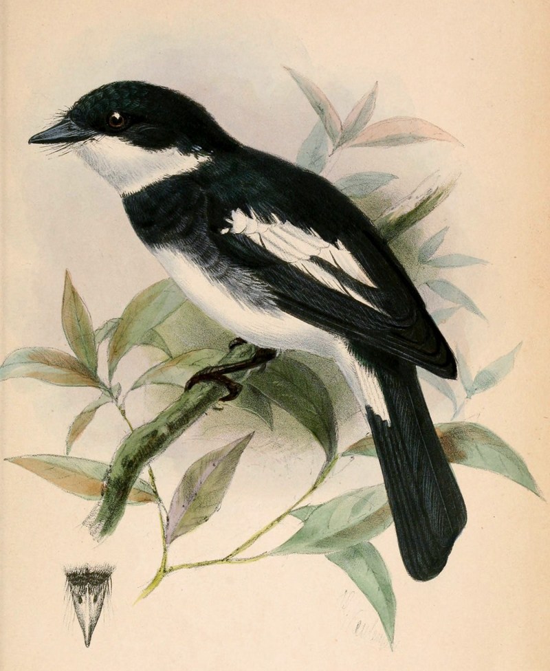 Ward's flycatcher, Ward's flycatcher-vanga (Pseudobias wardi); DISPLAY FULL IMAGE.