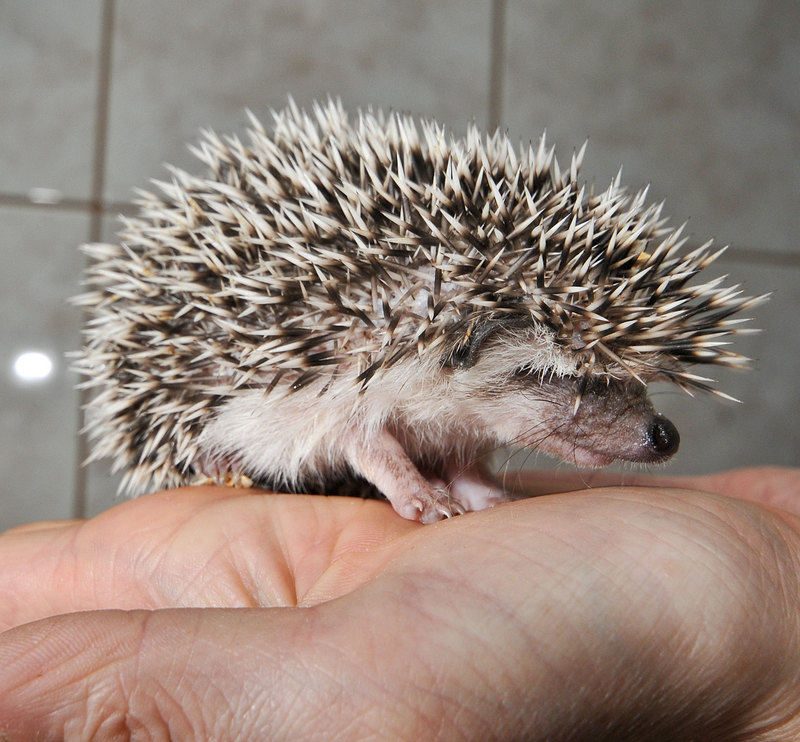 four-toed hedgehog (Atelerix albiventris); DISPLAY FULL IMAGE.