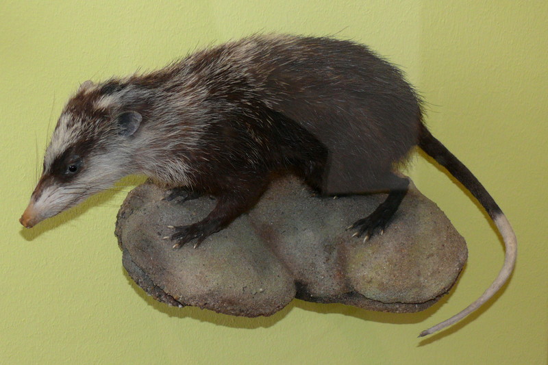 moonrat (Echinosorex gymnura); DISPLAY FULL IMAGE.