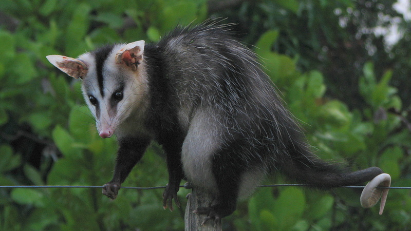 white-eared opossum (Didelphis albiventris); DISPLAY FULL IMAGE.