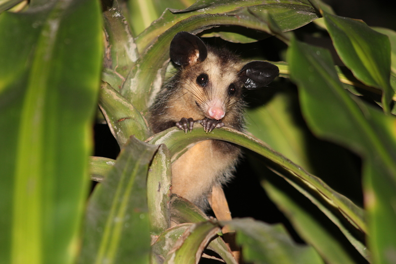 big-eared opossum (Didelphis aurita); DISPLAY FULL IMAGE.