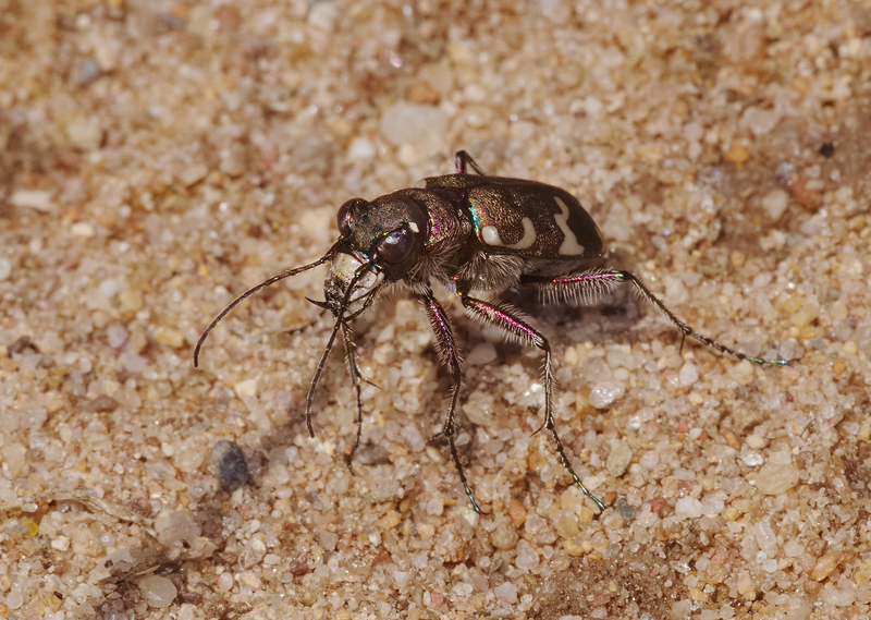 Cicindela hybrida (northern dune tiger beetle); DISPLAY FULL IMAGE.