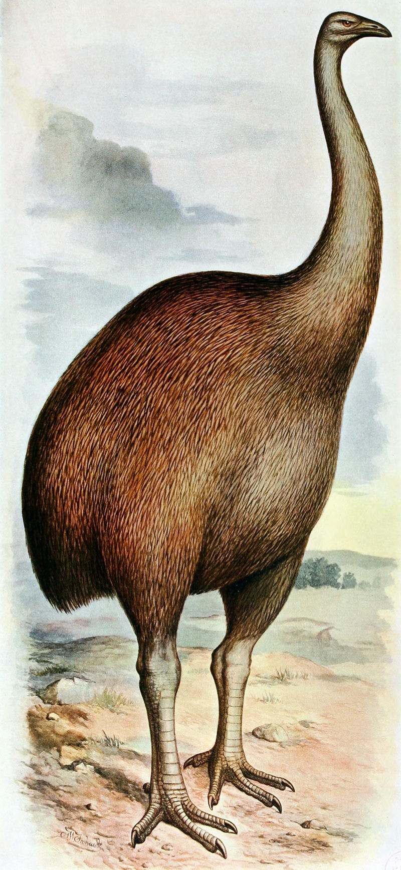 North Island giant moa (Dinornis novaezealandiae); DISPLAY FULL IMAGE.