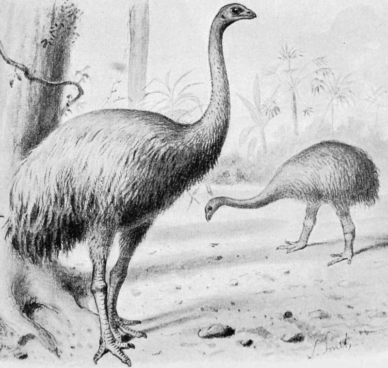 South Island giant moa (Dinornis robustus); DISPLAY FULL IMAGE.