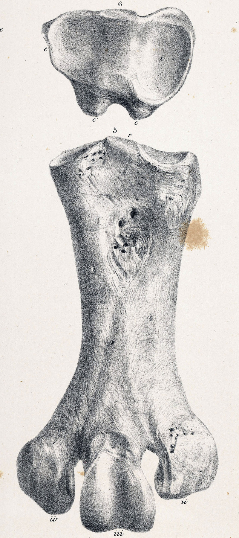 Mantell's moa (Pachyornis geranoides); DISPLAY FULL IMAGE.