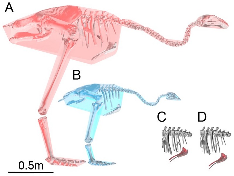 Crested moa (Pachyornis australis); DISPLAY FULL IMAGE.
