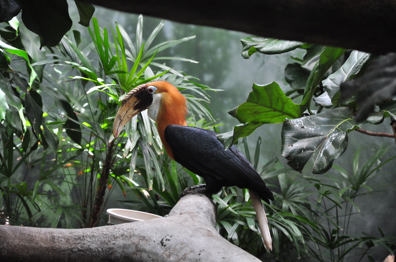 Blyth's hornbill, Papuan hornbill (Rhyticeros plicatus); DISPLAY FULL IMAGE.