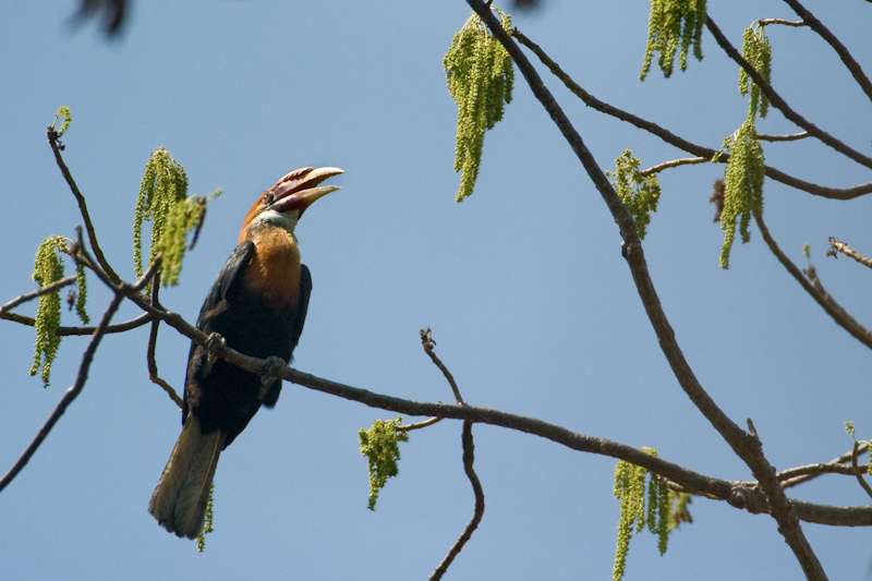 Narcondam hornbill (Rhyticeros narcondami); DISPLAY FULL IMAGE.