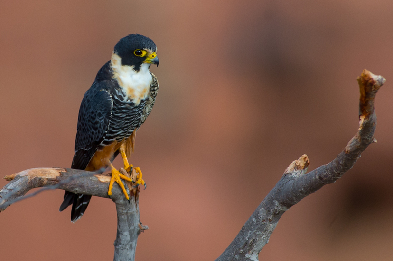 Bat falcon (Falco rufigularis); DISPLAY FULL IMAGE.