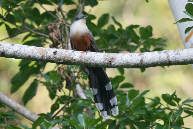 Chestnut-bellied cuckoo (Hyetornis pluvialis); DISPLAY FULL IMAGE.