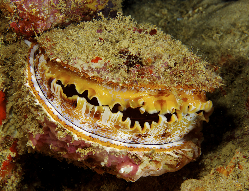 Spondylus varius, variable thorny oyster; DISPLAY FULL IMAGE.