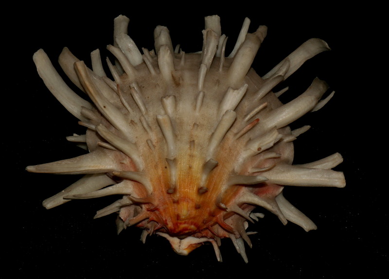 Spondylus americanus, Atlantic thorny oyster; DISPLAY FULL IMAGE.