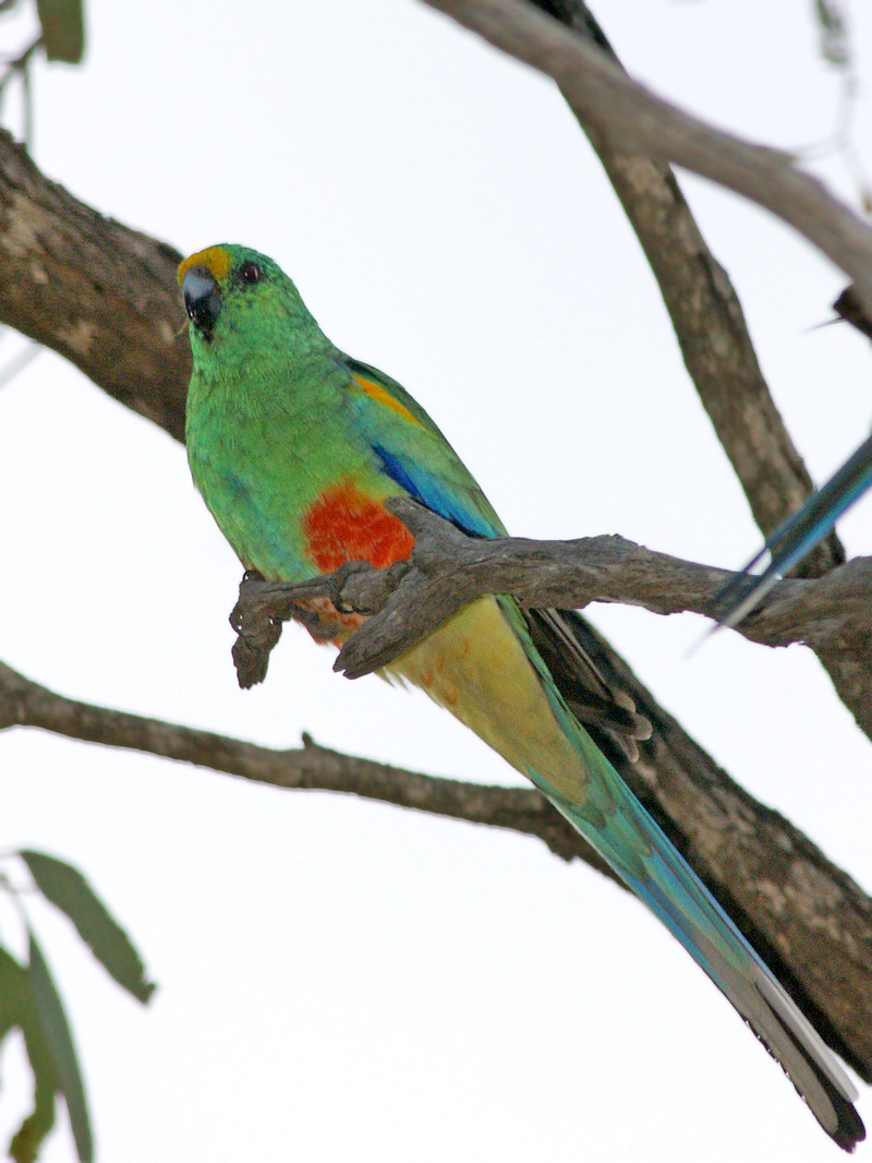 mulga parrot (Psephotus varius = Psephotellus varius); DISPLAY FULL IMAGE.
