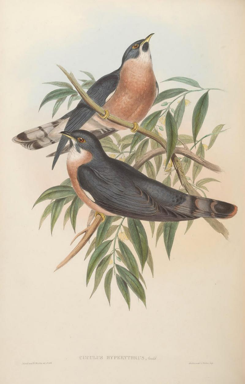 rufous hawk-cuckoo, northern hawk-cuckoo (Hierococcyx hyperythrus); DISPLAY FULL IMAGE.