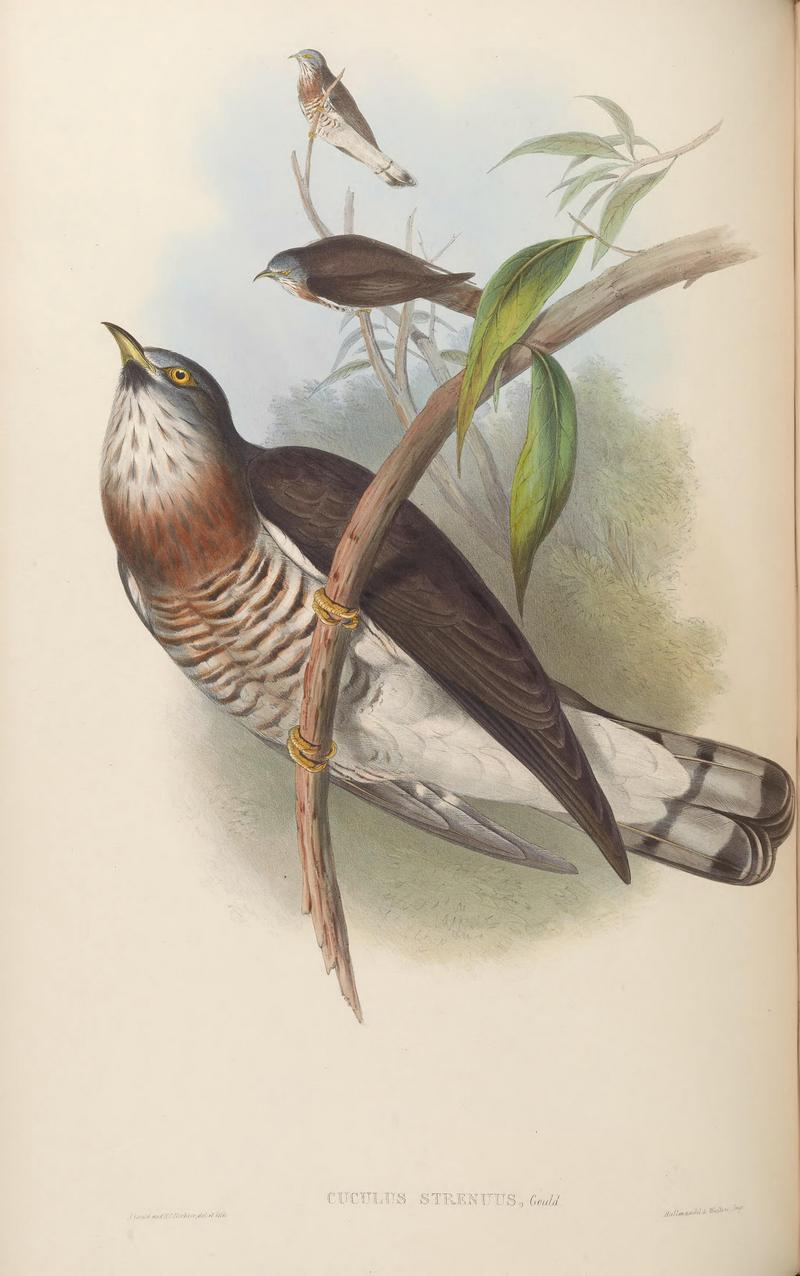 large hawk-cuckoo (Hierococcyx sparverioides); DISPLAY FULL IMAGE.