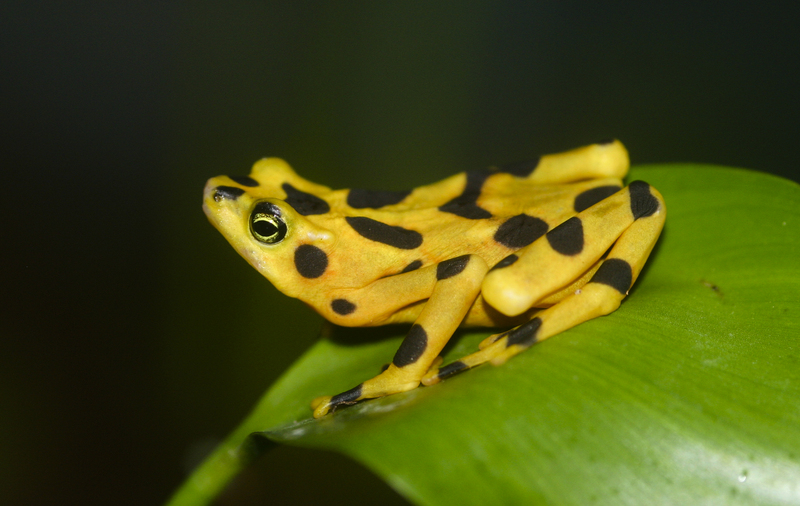 Panamanian golden frog (Atelopus zeteki); DISPLAY FULL IMAGE.